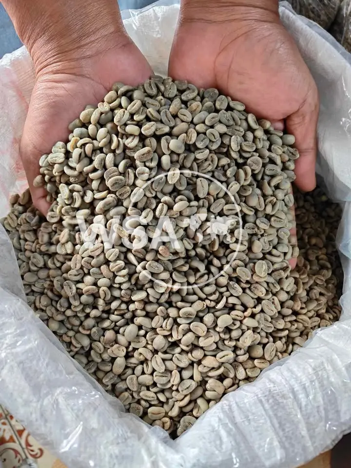 Aceh Gayo Arabica coffee beans from Central Aceh, Sumatra – premium Indonesian green coffee for export
